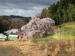 三春滝桜　満開の滝桜